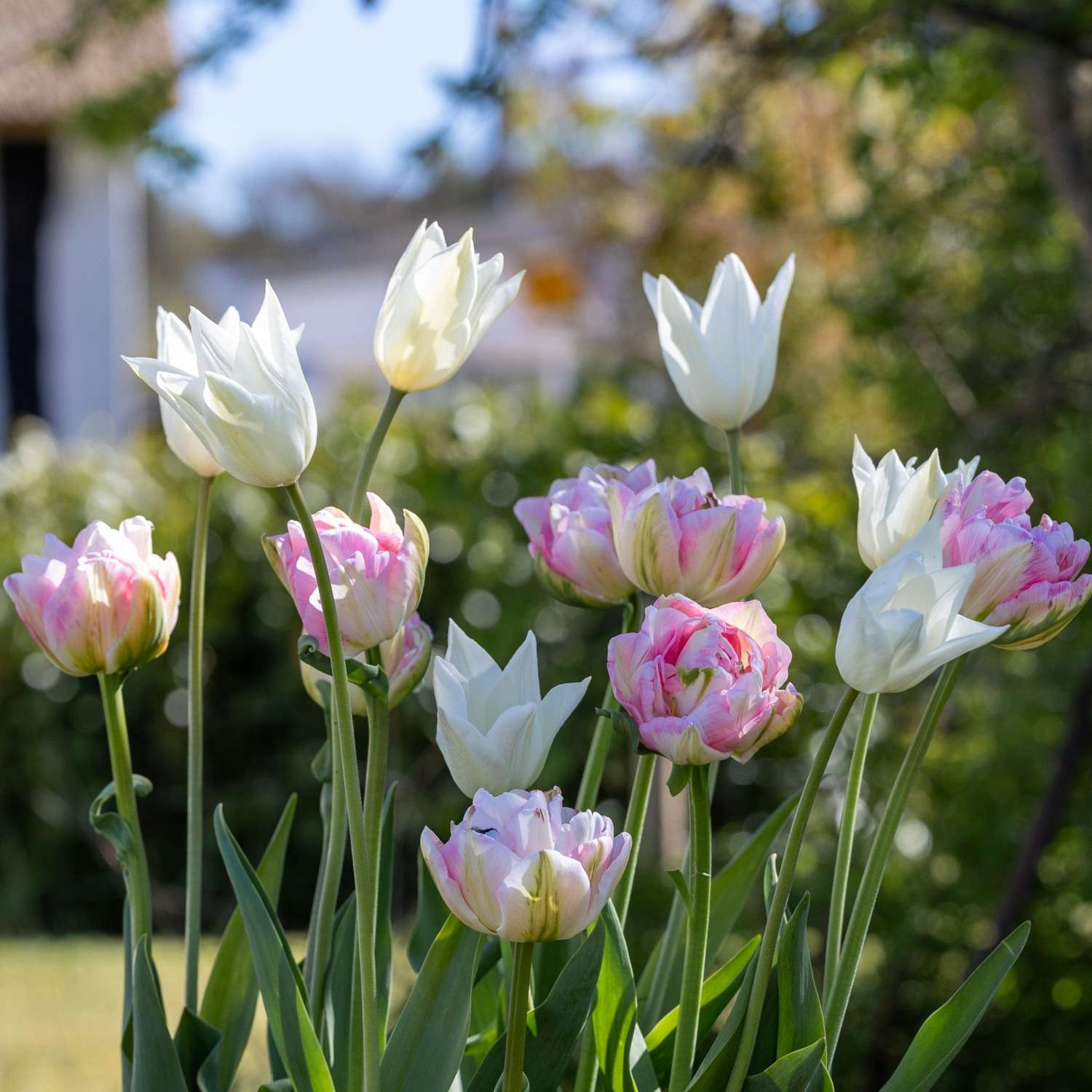Tulppaanisekoitus 'Mary'